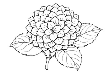 Hydrangea Bloom Line Sketch