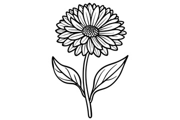 Calendula Petal Line Drawing