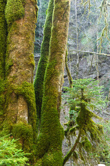 Bemooste Bäume im  Eistobel im Allgäu, eine in der letzten Eiszeit entstandenen Schlucht 