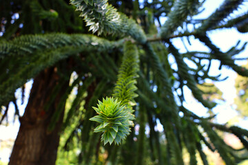 Monkey Puzzle Tree Branches