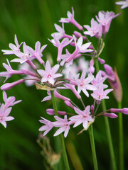 Tulbaghia, a plant with abundant and beautiful flowering