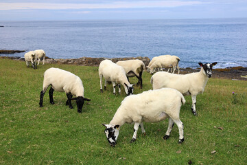 Sheep on a seaside beach in the UK
