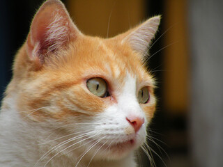 Portrait of a beautiful cat