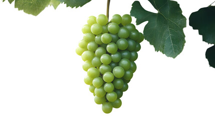 Fototapeta premium Fresh Green Grapes with Vibrant Leaves Isolated on Black Background for Culinary and Botanical