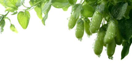 Fresh Green Pods with Dew Drops on Vibrant Leaves Ideal for Health and Nature Themes