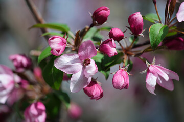 Fototapeta premium Paradise apple tree blooming in early spring.