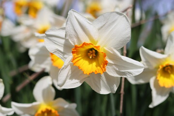 Fototapeta premium White and orange daffodils in a spring garden