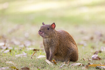 Agouti