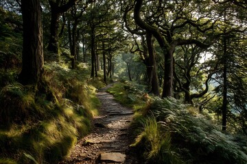 Obraz premium Captivating woodland pathway winding through dense forest of twisting tree trunks and ferns softly lit by late afternoon sunlight