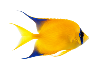 Yellow and blue fish with a blue stripe on its tail, isolated