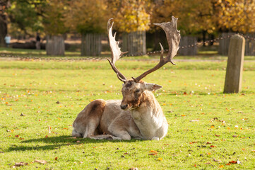 Deer in field