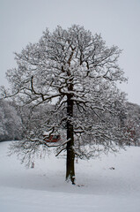 Snow on tree in field