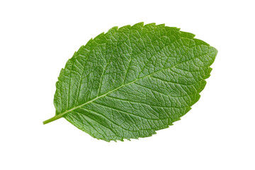 Obraz premium Leaf is shown on a white background, isolated