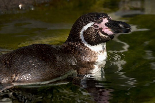 Humboldt Penguin Profile