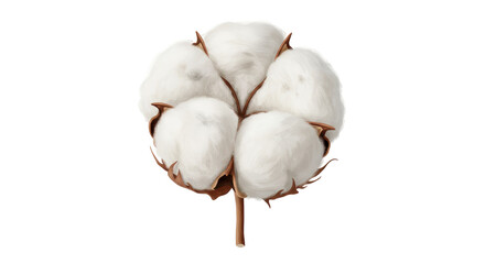 Isolated cotton plant