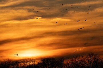 Sandhill cranes at sunset; Crane Trust; Nebraska 