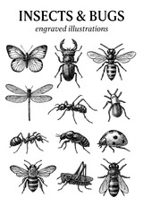 Intricate engraved illustrations of diverse insects showcasing their unique anatomy and characteristics in a monochrome design