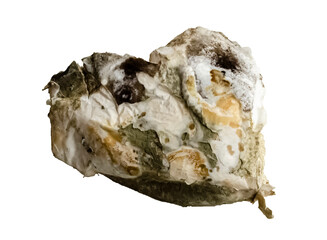 Bread Mold