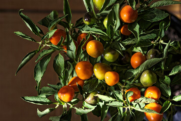 Ornamental chilli plant growing small round orange and green fruits