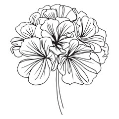 Simple geranium flower vector art