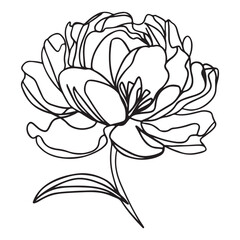Simple peony flower vector art