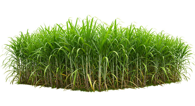 A dense patch of tall green grass with slender stalks and vibrant leaves against a black background scene - Powered by Adobe