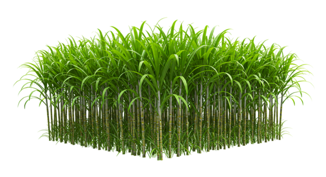 A dense patch of green sugarcane plants with tall stalks and leaves against a black background isolated view
