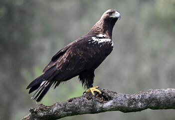 un aguila imperial iberica en la montaña