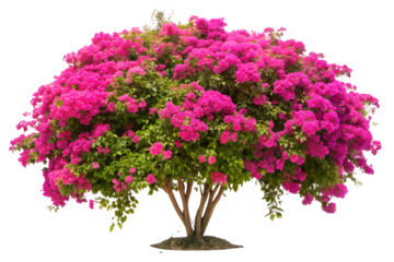 pink tree with flowers