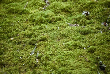 Close-up of green fluffy moss growing on a slope in the forest. The slope is completely covered with green moss