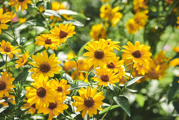 Golden yellow flowers of Heliopsis helianthoides sweet blooms in a garden. Close-up of orange false sunflower (or smooth oxeye) in bloom on a sunny day