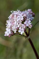 small white and pink flowers of valerian