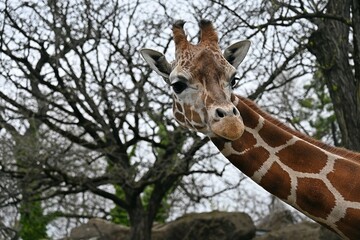 giraffe in the zoo