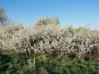 Native American Plum tree blossoms in early morning, Colorado