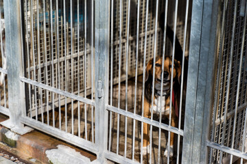 Homeless dog waiting for adoption in shelter cages. Shelter dog wait for adoption behind bars....