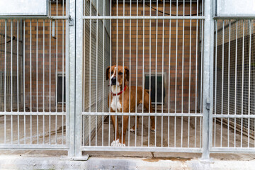 Shelter life of brown dog. Abandoned dog in rescue shelter, brown fur, loyal heart. Adopt, rescue,...