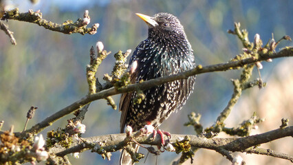 One starling bird  on the roof, Sturnus vulgaris in concert