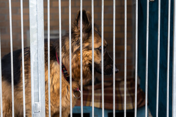 Dog behind bars in animal shelter, hoping for adoption. Homeless brown dog in kennel. Shelter life...