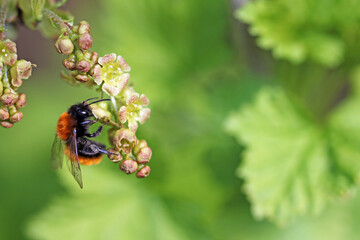 wild bee on currant inflorescence