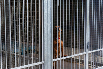 Adopt rescue dogs. Shelter dog need love and care. Homeless dog waiting for adoption in shelter...