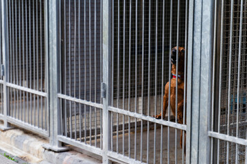 Homeless dog waiting for adoption in shelter cages. Shelter dog wait for adoption behind bars....