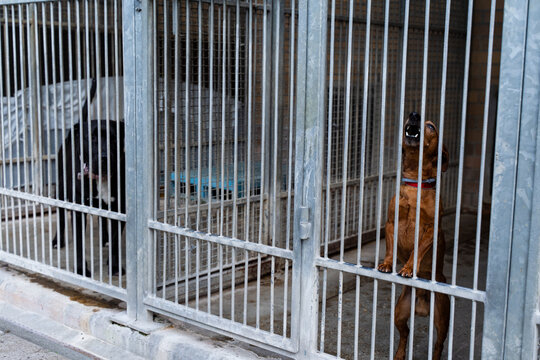Energetic shelter dog standing and barking from inside its kennel. Shelter dog barking loudly, longing for love and freedom. Alert dog barking behind metal bars, seeking adoption and attention. - Powered by Adobe