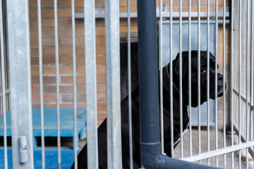 Lonely black dog waiting for adoption in a shelter kennel. Sad black dog in an animal shelter cage....