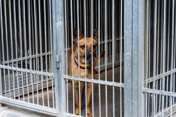 Dog behind bars in animal shelter, hoping for adoption. Homeless brown dog in kennel. Shelter life...
