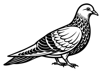 Fototapeta premium Dove Line Drawing
