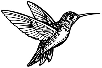 Hummingbird Outline Vector Art