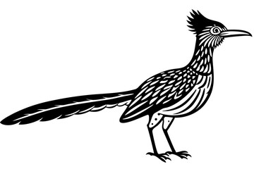 Greater Roadrunner Outline Vector