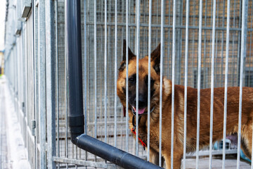 Shelter life of brown dog. Abandoned dog in rescue shelter, brown fur, loyal heart. Adopt, rescue,...