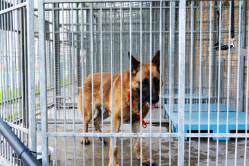 Dog behind bars in animal shelter, hoping for adoption. Homeless brown dog in kennel. Shelter life...
