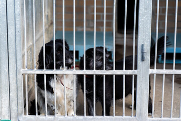 Two shelter dogs wait for adoption behind bars, bonded pair seeks forever family. Adopt rescue...